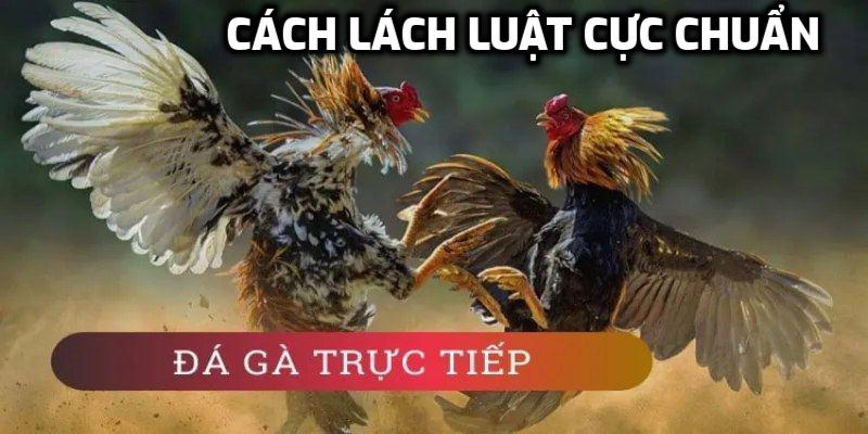 Cách lách luật cực chuẩn