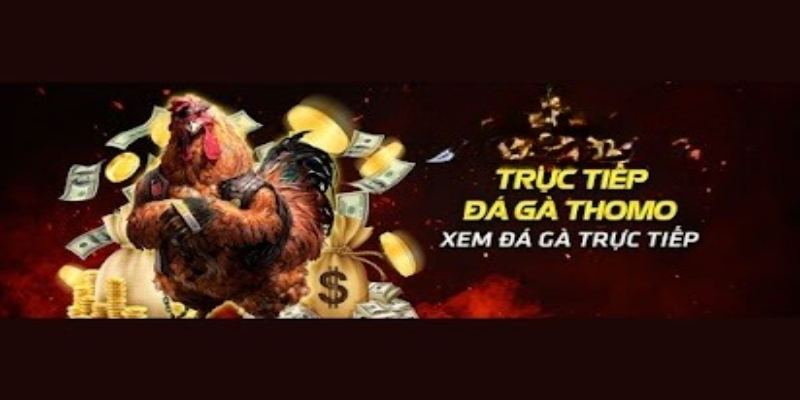 Chi tiết luật chọi gà Thomo