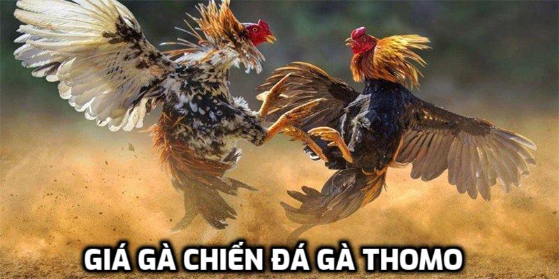 Giá gà chiến đá gà Thomo