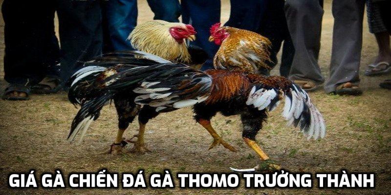 Giá gà chiến đá gà Thomo trưởng thành lên tới hàng triệu đồng