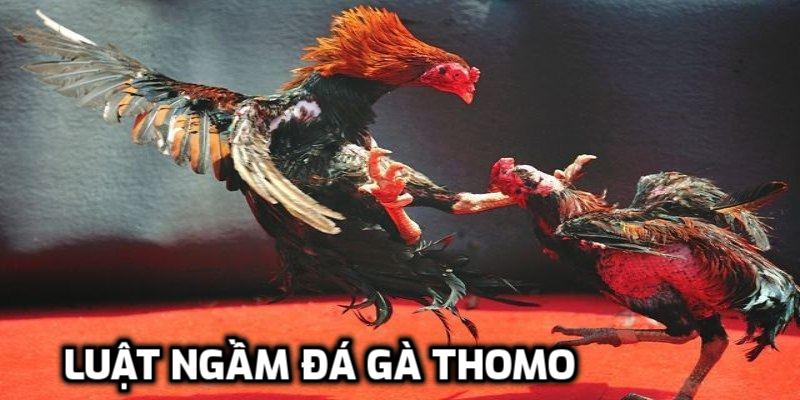 Luật ngầm đá gà Thomo