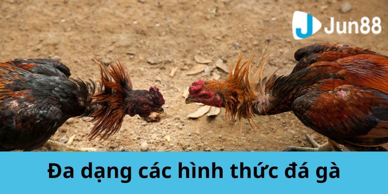 Đa dạng các hình thức đá gà tại Jun88