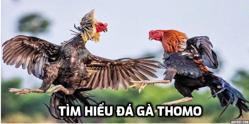 Tìm hiểu đá gà Thomo